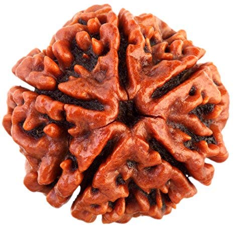 5 Mukhi Rudraksha (2.0) – Original Five Faced Rudraksha for Peace & Protectio