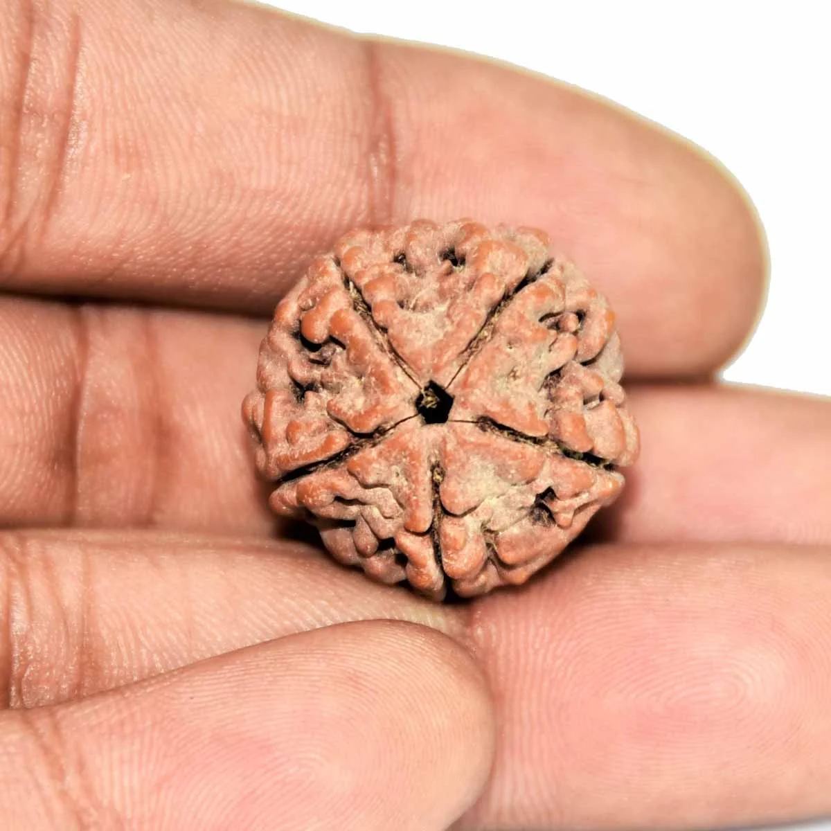 5 Mukhi Rudraksha (2.0) – Original Five Faced Rudraksha for Peace & Protectio