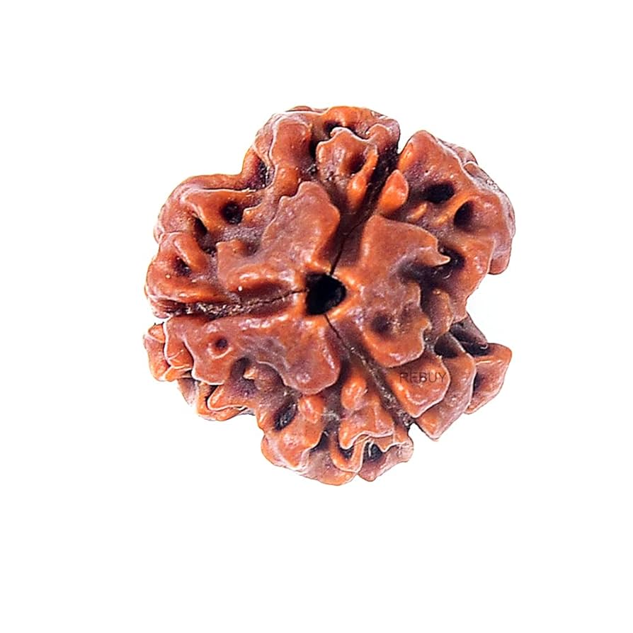 3 Mukhi Rudraksh
