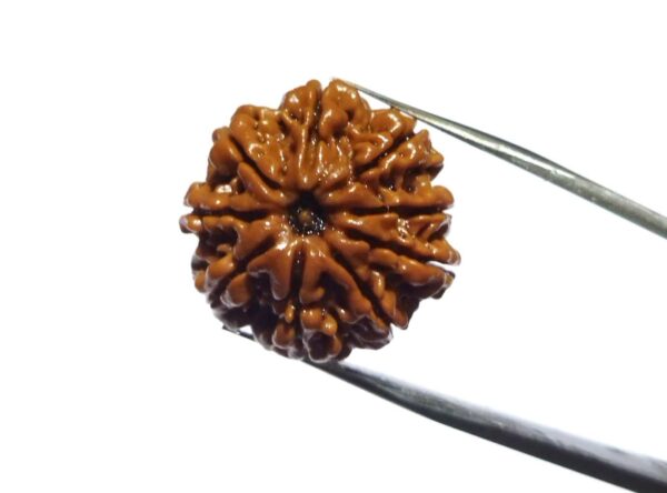 9 Mukhi Rudraksh 