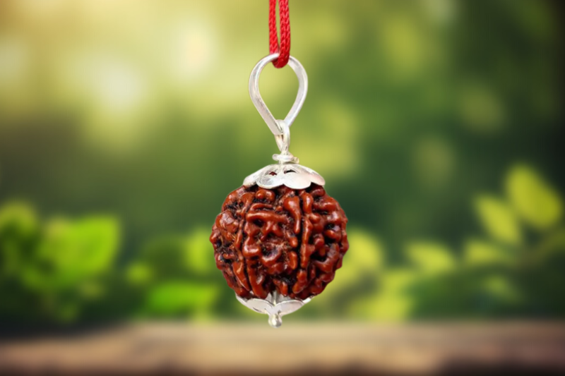 7 Mukhi Rudraksh
