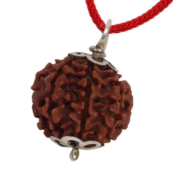 7 Mukhi Rudraksh