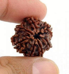7 Mukhi Rudraksh