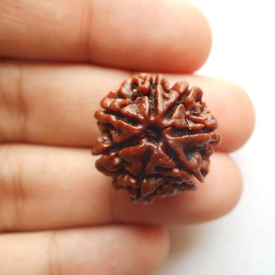 7 Mukhi Rudraksh (6.0)