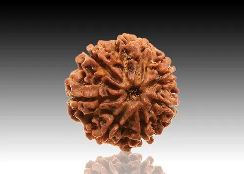 7 Mukhi Rudraksh (6.0)