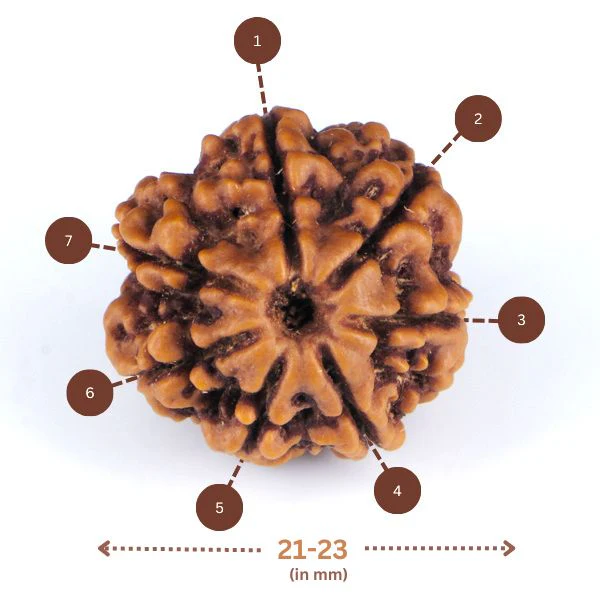 7 Mukhi Rudraksh (6.0)