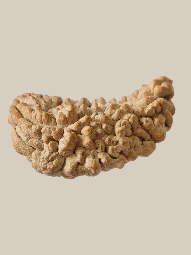 1 Mukhi Half-Moon Rudraksha-Collector