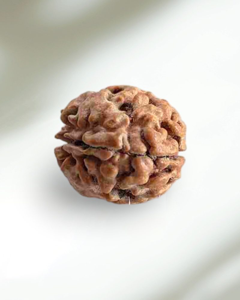 2 Mukhi Indian Rudraksha-Regular