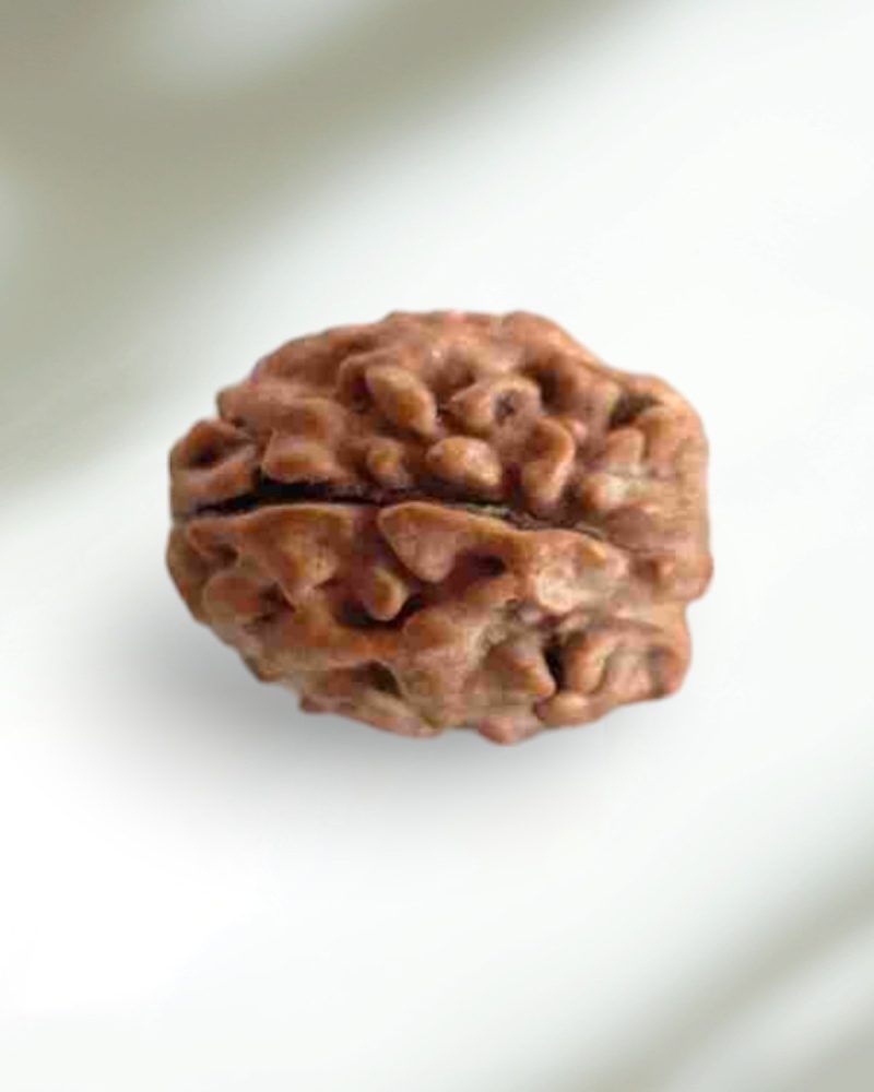 2 Mukhi Indian Rudraksha-Regular