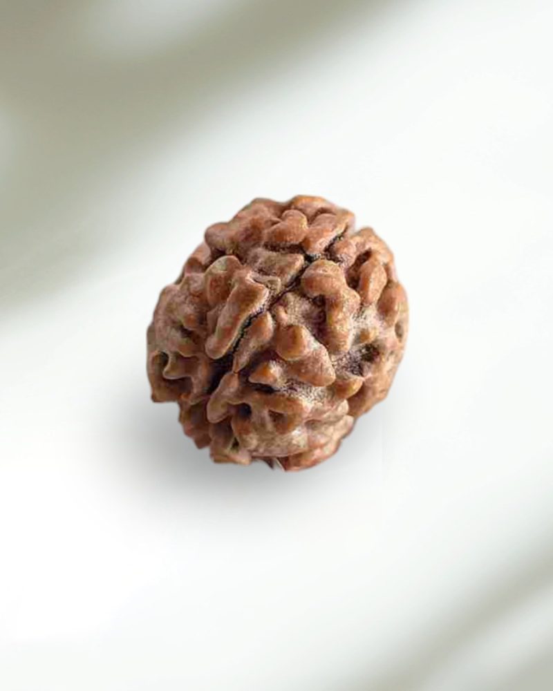 2 Mukhi Indian Rudraksha-Regular